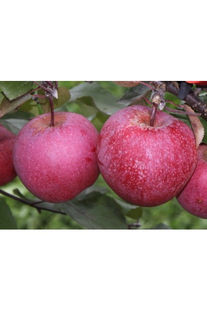 Яблуня домашня Байя Мариса - червоні плоди з білими сочевицями